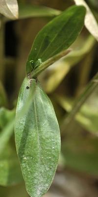 Centaurium erythraea subsp. erythraea