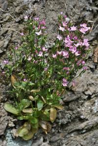 Centaurium erythraea subsp. erythraea