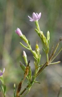 Centaurium tenuiflorum