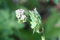 Thalictrum aquilegiifolium