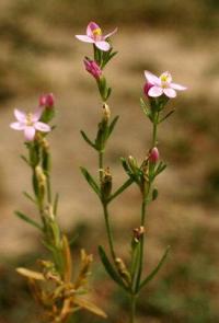 Centaurium tenuiflorum