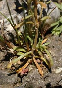 Centaurium tenuiflorum