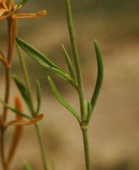 Centaurium tenuiflorum