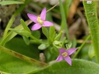 Centaurium pulchellum