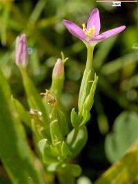 Centaurium pulchellum