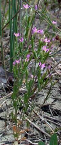 Centaurium pulchellum