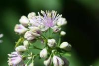 Thalictrum aquilegiifolium