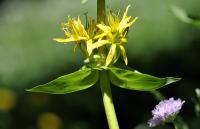 Gentiana lutea subsp. lutea