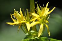 Gentiana lutea subsp. lutea Gentiana lutea subsp. lutea