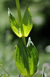 Gentiana lutea subsp. lutea