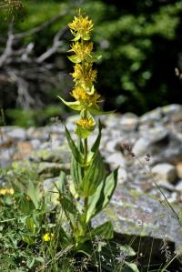 Gentiana lutea subsp. lutea