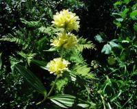 Gentiana burseri subsp. burseri