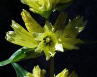 Gentiana burseri subsp. burseri