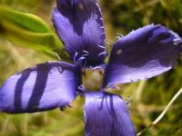 Gentiana ciliata subsp. ciliata