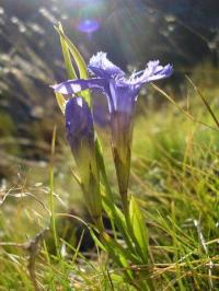 Gentiana ciliata subsp. ciliata