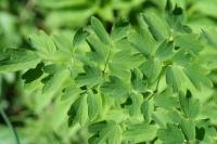 Thalictrum aquilegiifolium