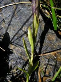 Gentiana ciliata subsp. ciliata