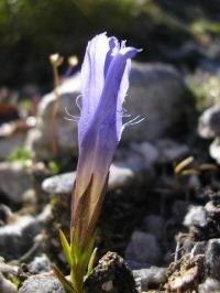 Gentiana ciliata subsp. ciliata