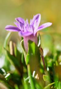 Gentiana campestris subsp campestris