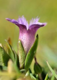 Gentiana campestris subsp campestris