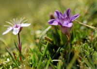 Gentiana campestris subsp campestris