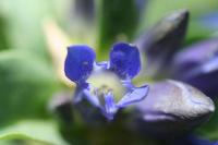 Gentiana cruciata subsp. cruciata