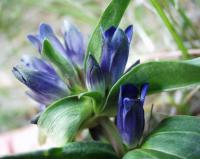 Gentiana cruciata subsp. cruciata