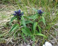 Gentiana cruciata subsp. cruciata