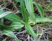 Gentiana cruciata subsp. cruciata