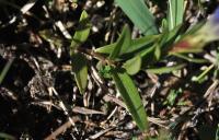 Gentiana pneumonanthe