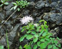 Thalictrum aquilegiifolium