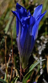 Gentiana pneumonanthe