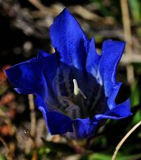 Gentiana pneumonanthe