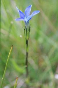 Gentiana nivalis