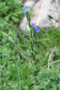 Gentiana nivalis