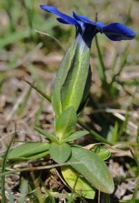 Gentiana verna subsp. verna