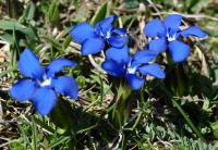 Gentiana verna subsp. verna