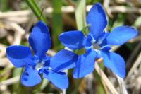 Gentiana verna subsp. verna