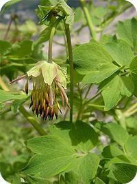 Thalictrum macrocarpum