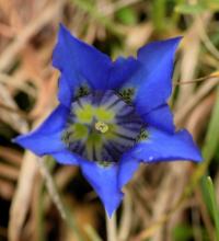 Gentiana occidentalis