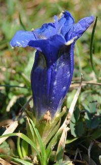 Gentiana acaulis