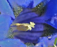 Gentiana acaulis