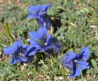 Gentiana acaulis