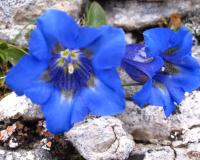 Gentiana acaulis