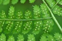 Dryopteris dilatata