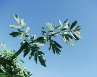 Thalictrum flavum subsp. flavum