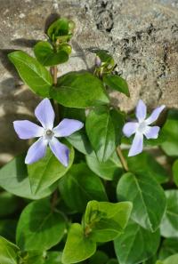 Vinca minor