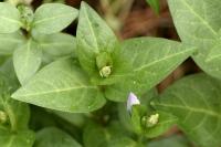 Vinca difformis