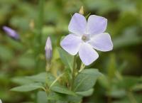 Vinca difformis