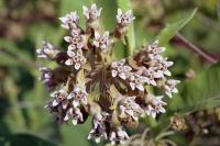 Asclepias syriaca